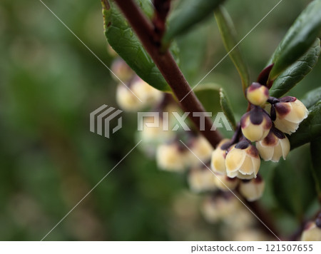 Small and pretty flowers of Hamahisakaki blooming in December 121507655