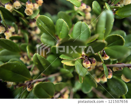 12月盛開的濱比崎小而美麗的花朵 12月盛開的濱比崎小而美麗的花朵 121507656