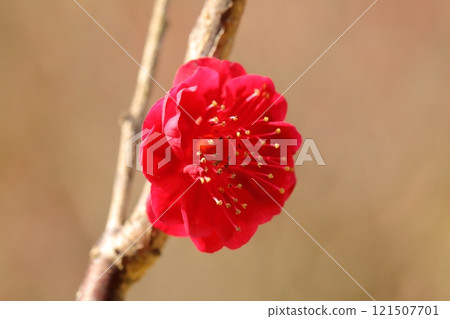紅梅花 紅梅花 121507701