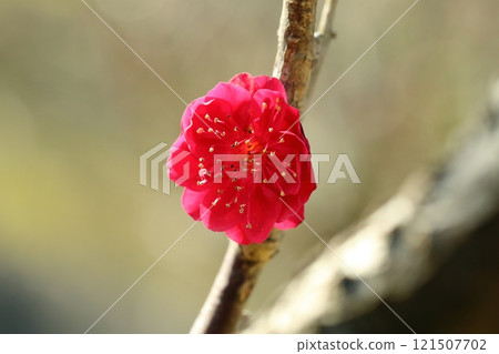 紅梅花 紅梅花 121507702