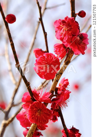 Red plum flower Red plum flower 121507703