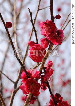 紅梅花 121507704
