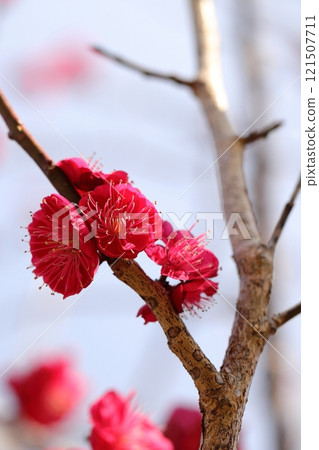 Red plum flower Red plum flower 121507711