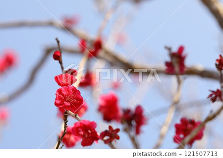Red plum flower Red plum flower 121507713