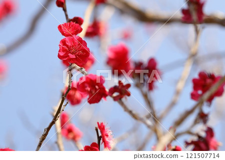Red plum flower Red plum flower 121507714