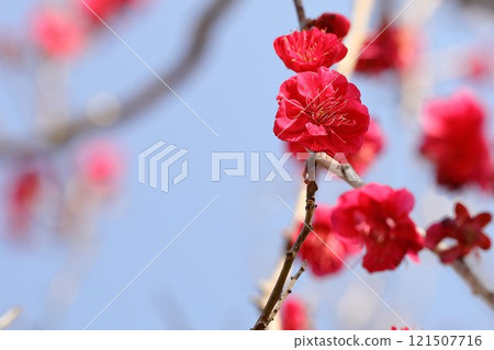 Red plum flower Red plum flower 121507716
