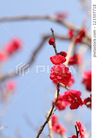 紅梅花 121507718
