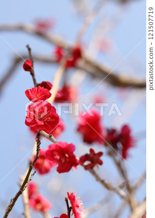 紅梅花 121507719
