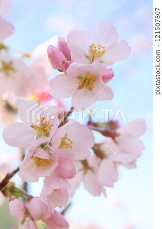 櫻花 櫻花 121507807