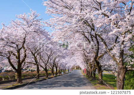 Muramatsu公園的櫻花 Muramatsu公園的櫻花 121507875