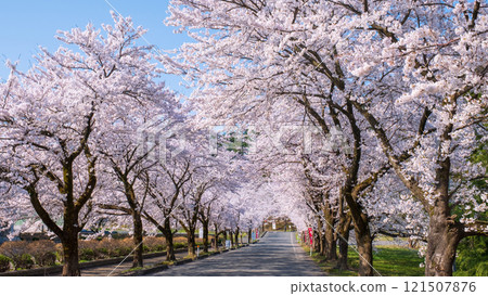 Cherry blossoms at Muramatsu park 121507876