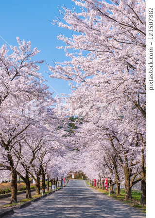 Cherry blossoms at Muramatsu park 121507882