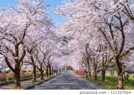 Cherry blossoms at Muramatsu park 121507884