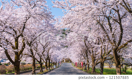 Muramatsu公園的櫻花 Muramatsu公園的櫻花 121507885