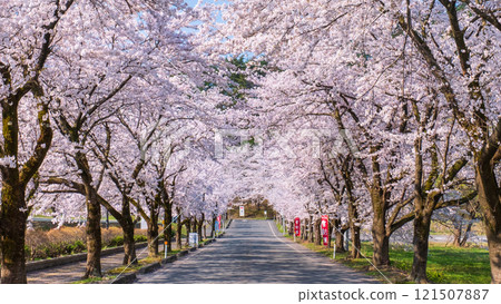 Muramatsu公園的櫻花 Muramatsu公園的櫻花 121507887