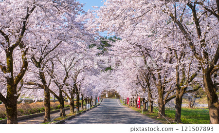 Cherry blossoms at Muramatsu park 121507893