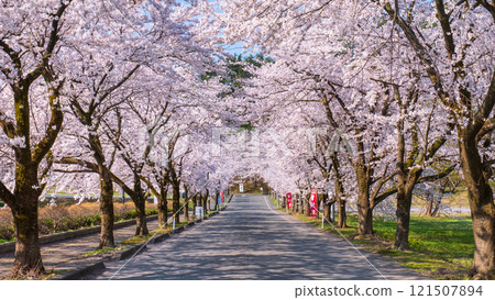 Cherry blossoms at Muramatsu park 121507894