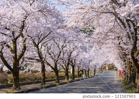 Muramatsu公園的櫻花 121507903