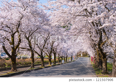 Cherry blossoms at Muramatsu park 121507906