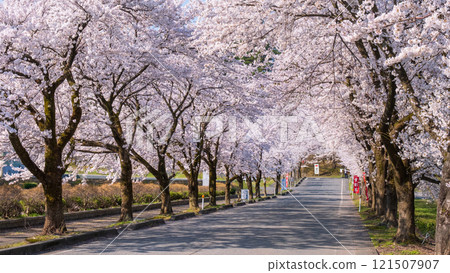 Muramatsu公園的櫻花 121507907