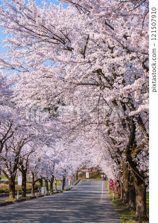 Cherry blossoms at Muramatsu park 121507910