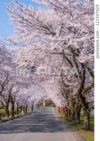 Cherry blossoms at Muramatsu park 121507929