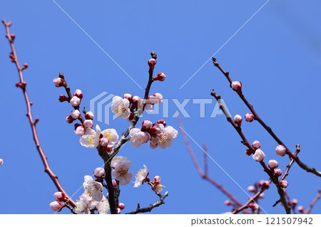 Plum blossoms in the blue sky 121507942