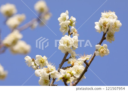 Plum blossoms in the blue sky 121507954