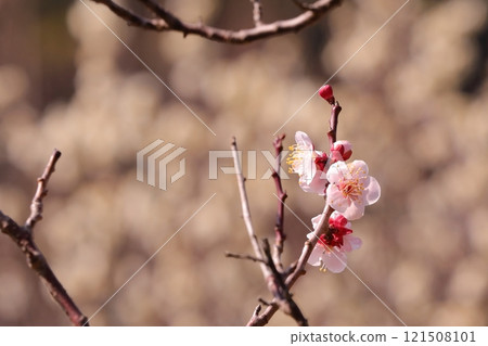 粉紅色的梅花 121508101