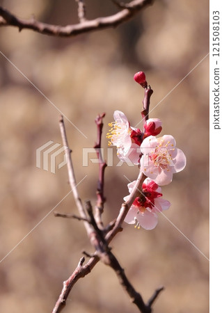 Pink plum blossoms Pink plum blossoms 121508103