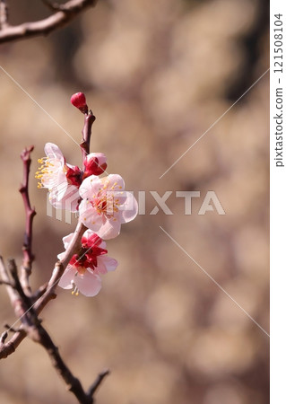 Pink plum blossoms Pink plum blossoms 121508104