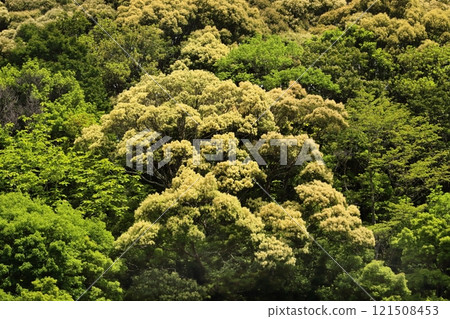 Fresh green on the hillside Fresh green on the hillside 121508453
