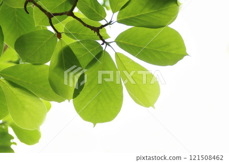 Fresh green 121508462