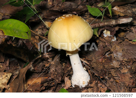 可愛但劇毒的鵝膏菌，半蓋打開（室外自然光微距特寫） 121508597
