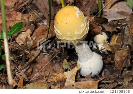 可愛但劇毒、美麗的橢圓形鵝膏菌幼蟲（室外自然光微距特寫） 121508598