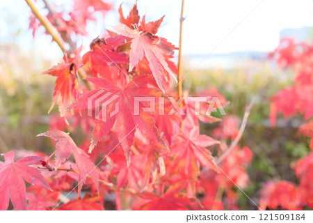 秋天的樹葉被染成鮮紅色 - 充滿活力的樹葉給你秋天的感覺 121509184