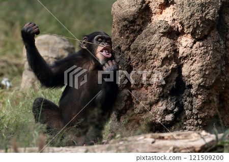 黑猩猩舔人造蟻丘的汁液 121509200