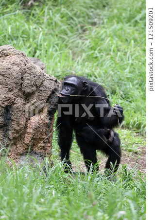 黑猩猩使用工具舔蟻丘上的花蜜 121509201