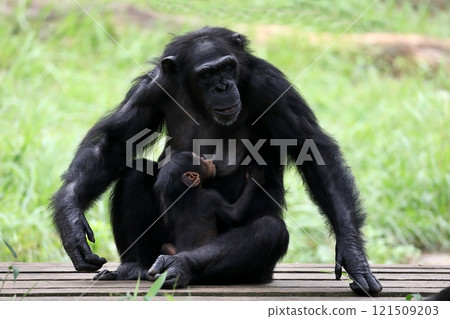 Chimpanzee mother breastfeeding her baby Chimpanzee mother breastfeeding her baby 121509203