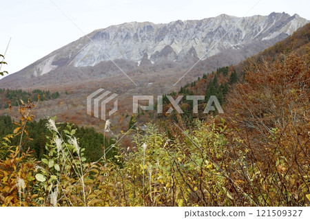 Mt. Daisen in Tottori Prefecture in late autumn: Autumn leaves and silver grass 121509327