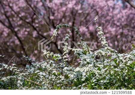 盛開的白花與櫻花形成的春天自然對比 121509588