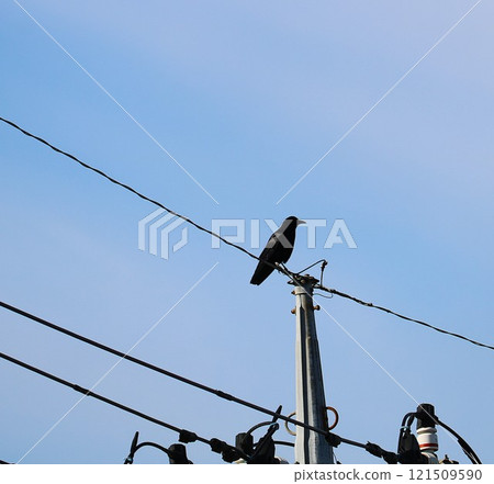 A crow perched on a power line, a winter footpath 121509590