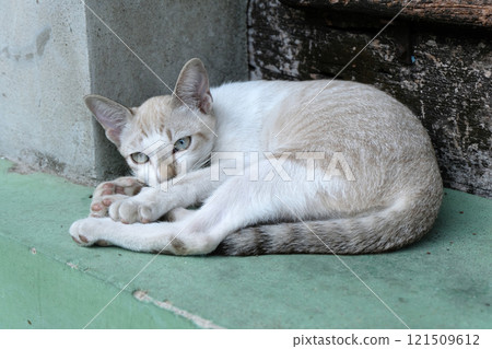 brown cat is looking 121509612