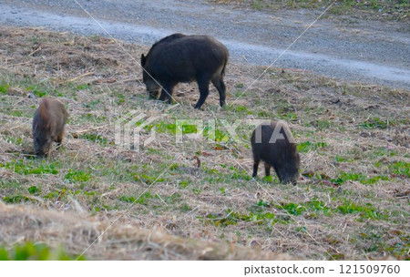 Wild boar parent and child searching for food, winter riverbed, Watarase, danger 121509760