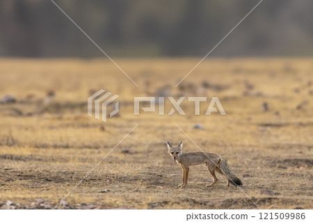 indian fox or Bengal fox or Vulpes bengalensis at ranthambore national park forest reserve sawai madhopur rajasthan india fox side profile with eye contact in summer season wildlife jungle safari 121509986