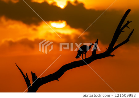 silhouette of indian peafowl or Pavo cristatus perched on branch of dead tree trunk in winter season sunrise or golden hour light keoladeo national park forest bharatpur bird sanctuary rajasthan india silhouette of indian peafowl or Pavo cristatus perched on branch of dead tree trunk in winter season sunrise or golden hour light keoladeo national park forest bharatpur bird sanctuary rajasthan india 121509988