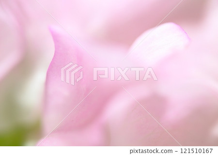 粉紅色的花瓣 121510167