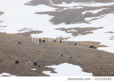 一群犛牛在雪域高原上吃草（四月巴基斯坦北部） 121510248