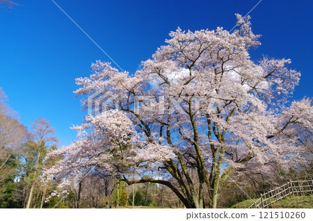Ujikuni cherry blossoms at Hachigata Castle 121510260