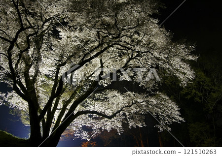 Ujikuni Sakura and Night Cherry Blossoms at Hachigata Castle 121510263